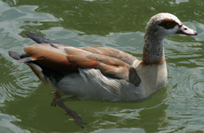 17-Nilgans-098.jpg